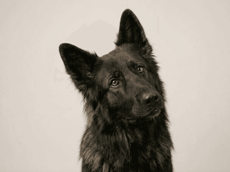 Gevako German Shepherd mascot with curious expression, representing the brand's no-nonsense mentality for smart home hardware.